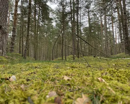 Waldboden mit Ästen im Kiefernwald als Beispiel für mögliche Gefahrenstellen