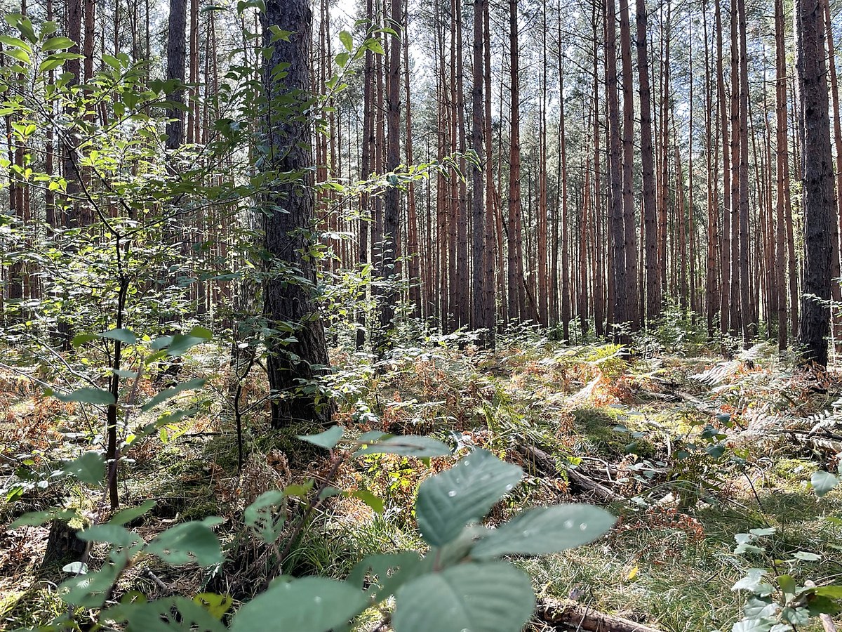 Lichter Kiefernwald aus den bereitgestellten Originalfotos