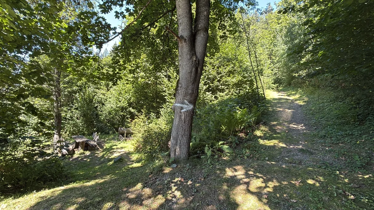 Echter Waldweg mit markiertem Baum als Beispiel für Verkehrssicherungs- und Haftungsfragen