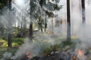 Rauch vom Feuer im Wald