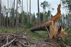 Umgestürzter Baum