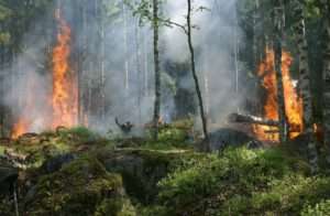 Feuer im Wald