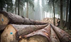 Baumstämme mitten im Wald