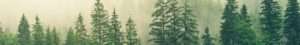 Banner Wald