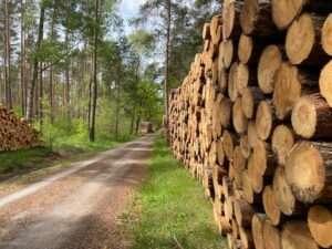 Waldweg mit vielem Holz